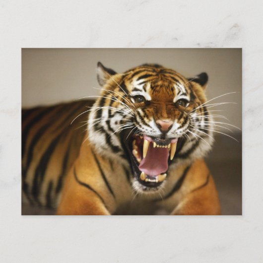 Carte postale #2 du Tigre malaisien (Devant)