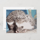 Carte Postale 2 hérissons mignons (Devant / Derrière)