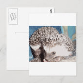 Carte Postale 2 hérissons mignons (Devant / Derrière)