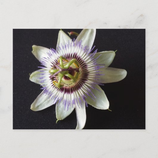 Carte Postale 2 janvier - educatedbrainfart (Devant)