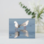 Carte Postale 2 mouettes sur une plage (Debout devant)