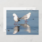 Carte Postale 2 mouettes sur une plage (Devant / Derrière)