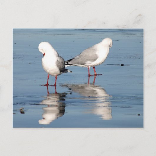 Carte Postale 2 mouettes sur une plage (Devant)