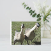 Carte Postale 2 oies un klaxon (Debout devant)