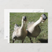 Carte Postale 2 oies un klaxon (Devant / Derrière)