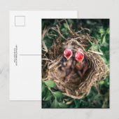 Carte Postale 2 Oiseaux de printemps dans le nid, Photographie d (Devant / Derrière)