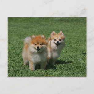 Carte Postale 2 Pomeranians regardant l'appareil-photo