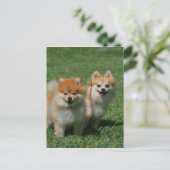 Carte Postale 2 Poméraniens regardent la caméra (Debout devant)