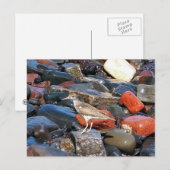Carte postale 2 Sandpiper tacheté (Devant / Derrière)