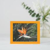 Carte postale 2e Oiseau du Paradis (Debout devant)