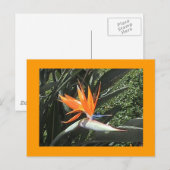 Carte postale 2e Oiseau du Paradis (Devant / Derrière)