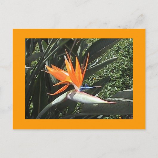 Carte postale 2e Oiseau du Paradis (Devant)