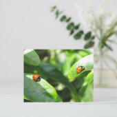 Carte postale 2ladybirds (Debout devant)