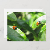 Carte postale 2ladybirds (Devant / Derrière)