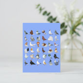 Carte Postale 36 races de pigeons (Debout devant)