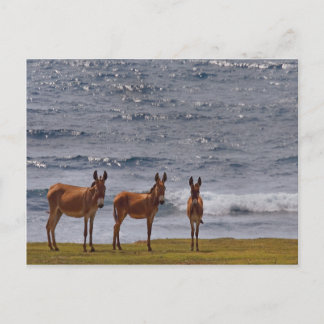Carte Postale 3 ânes sauvages au bord de la mer