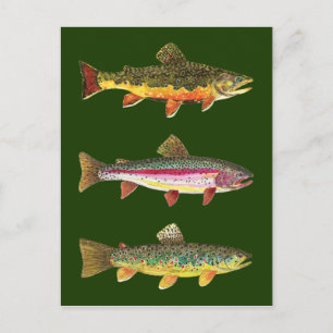 Carte Postale 3 Belle truite - Brook, Arc-en-ciel, Brown