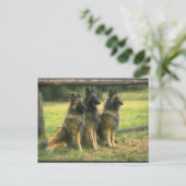 Carte Postale 3 bergers allemands (Debout devant)