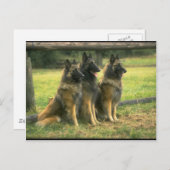 Carte Postale 3 bergers allemands (Devant / Derrière)