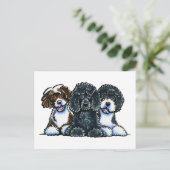 Carte Postale 3 Chiens d'eau portugais (Debout devant)