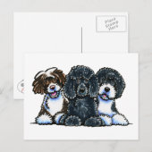 Carte Postale 3 Chiens d'eau portugais (Devant / Derrière)