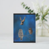 Carte Postale 3 Chouettes - 2 (Debout devant)