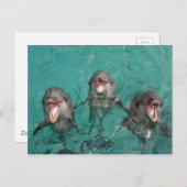 Carte Postale 3 dauphins souriant dans l'océan (Devant / Derrière)