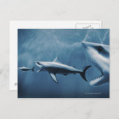 Carte Postale 3 grands requins blancs (Carcharodon carcharias) (Devant / Derrière)
