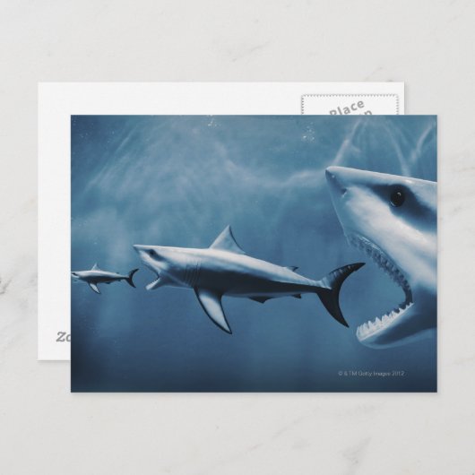 Carte Postale 3 grands requins blancs (Carcharodon carcharias) (Devant / Derrière)