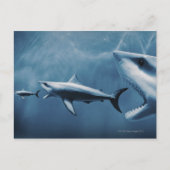 Carte Postale 3 grands requins blancs (Carcharodon carcharias) (Devant)