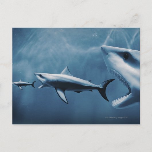 Carte Postale 3 grands requins blancs (Carcharodon carcharias) (Devant)