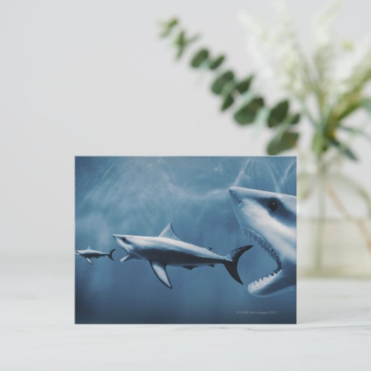 Carte Postale 3 grands requins blancs (Carcharodon carcharias) (Debout devant)