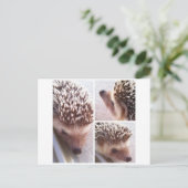 Carte Postale 3 Gros plans, Spike (Debout devant)