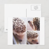 Carte Postale 3 Gros plans, Spike (Devant / Derrière)