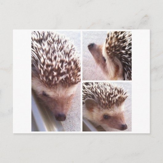 Carte Postale 3 Gros plans, Spike (Devant)