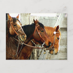 Carte Postale 3 Horse Heads