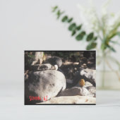 Carte Postale 3 lil Rocks (Debout devant)