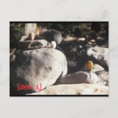 Carte Postale 3 lil Rocks (Devant)