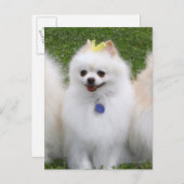 Carte Postale 3 Poméraniens assis (Devant / Derrière)