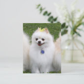 Carte Postale 3 Poméraniens assis (Debout devant)