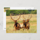 Carte Postale 3 taureaux (Elk) (Devant / Derrière)