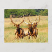 Carte Postale 3 taureaux (Elk) (Devant)