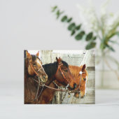 Carte Postale 3 têtes de cheval (Debout devant)