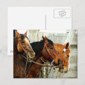 Carte Postale 3 têtes de cheval (Devant / Derrière)