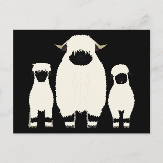 Carte Postale 3 Valais Blreconnaît Moutons d'affilée (Devant)