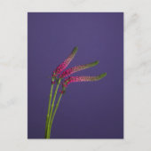 Carte Postale 3 Veronica Flowers Postcard (Devant)