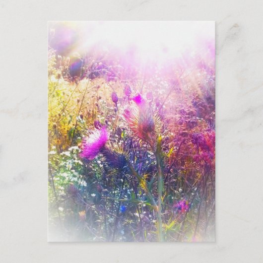CARTE POSTALE 3THISTLES (Devant)