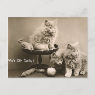 Carte Postale 44 Animaux
