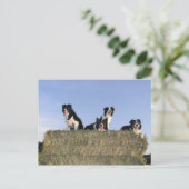 Carte Postale 4 collies de bordure.png (Debout devant)
