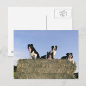 Carte Postale 4 collies de bordure.png (Devant / Derrière)